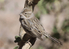 Brewer's sparrow
